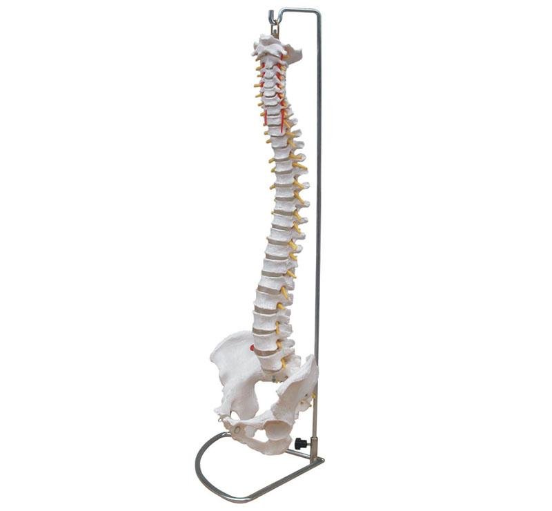 Modelo de Columna Vertebral Flexible