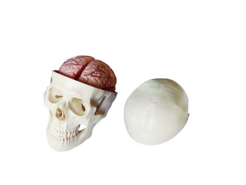 Modelo de Cr&aacute;neo Humano con Cerebro