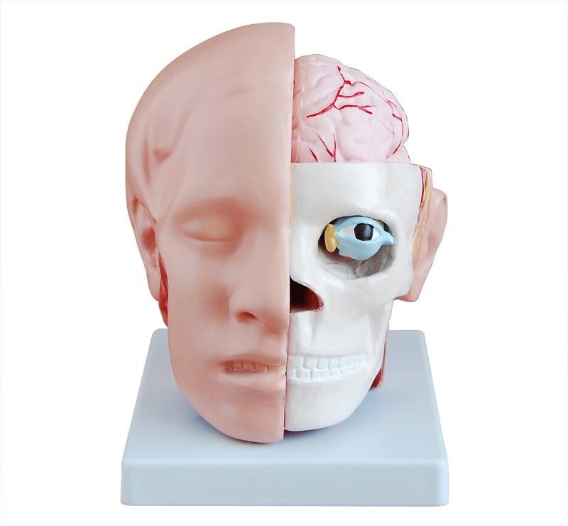 Modelo de Cabeza con Cerebro