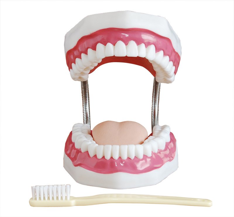Modelo de Cuidado Dental 