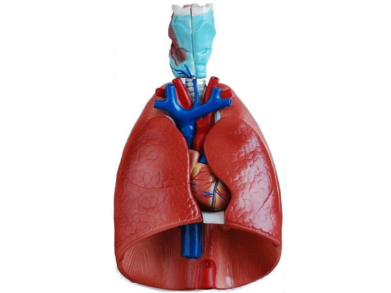 Modelo de Laringe, Coraz&oacute;n y Pulmones