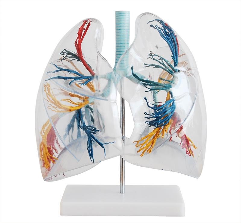 Modelo de Pulmones Transparentes