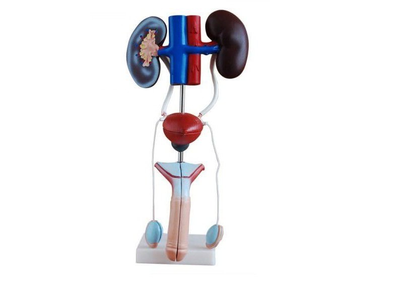 Modelo del Sistema Uro-genital Masculino