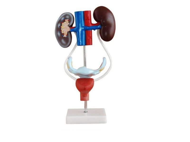 Modelo del Sistema Uro-genital Femenino