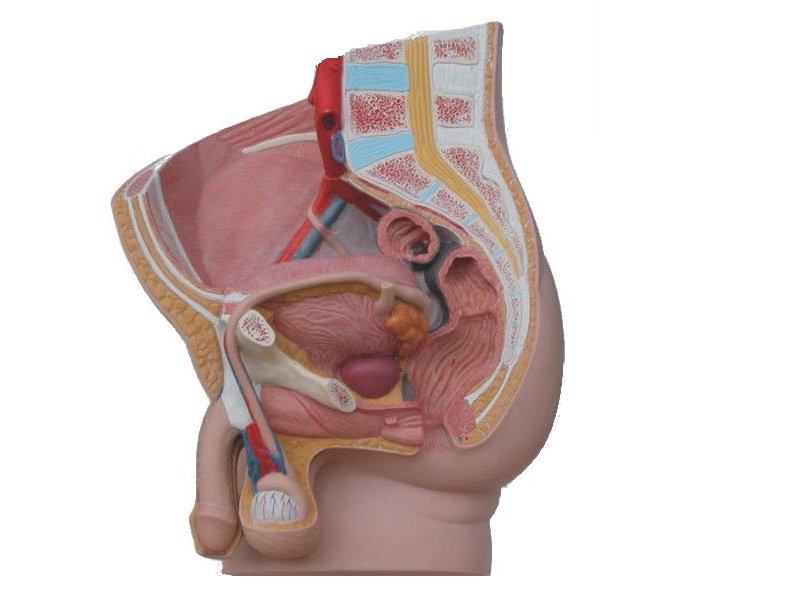 Modelo de Pelvis Humano Masculino