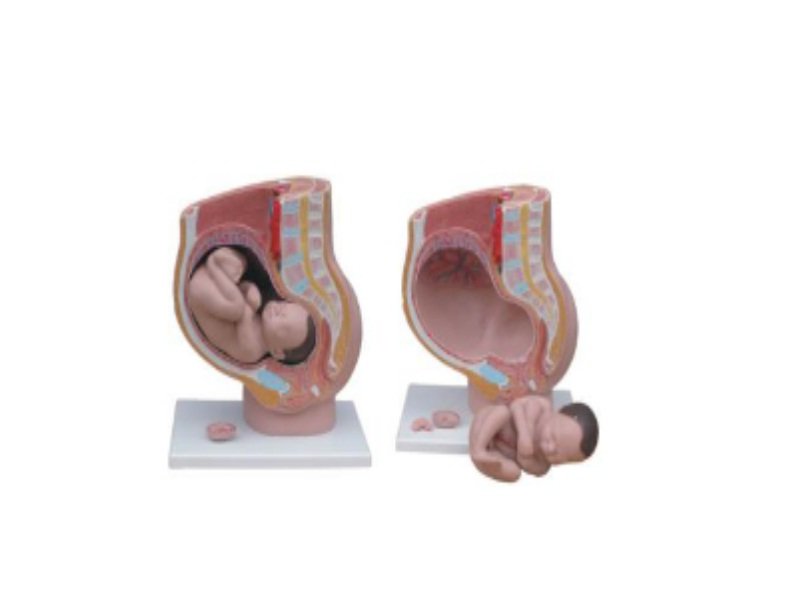 Modelo de Pelvis Humano Femenino