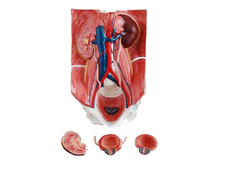 Modelo del Sistema Urinario