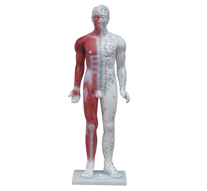 Modelo de Cuerpo Humano para Acupuntura 84 cm