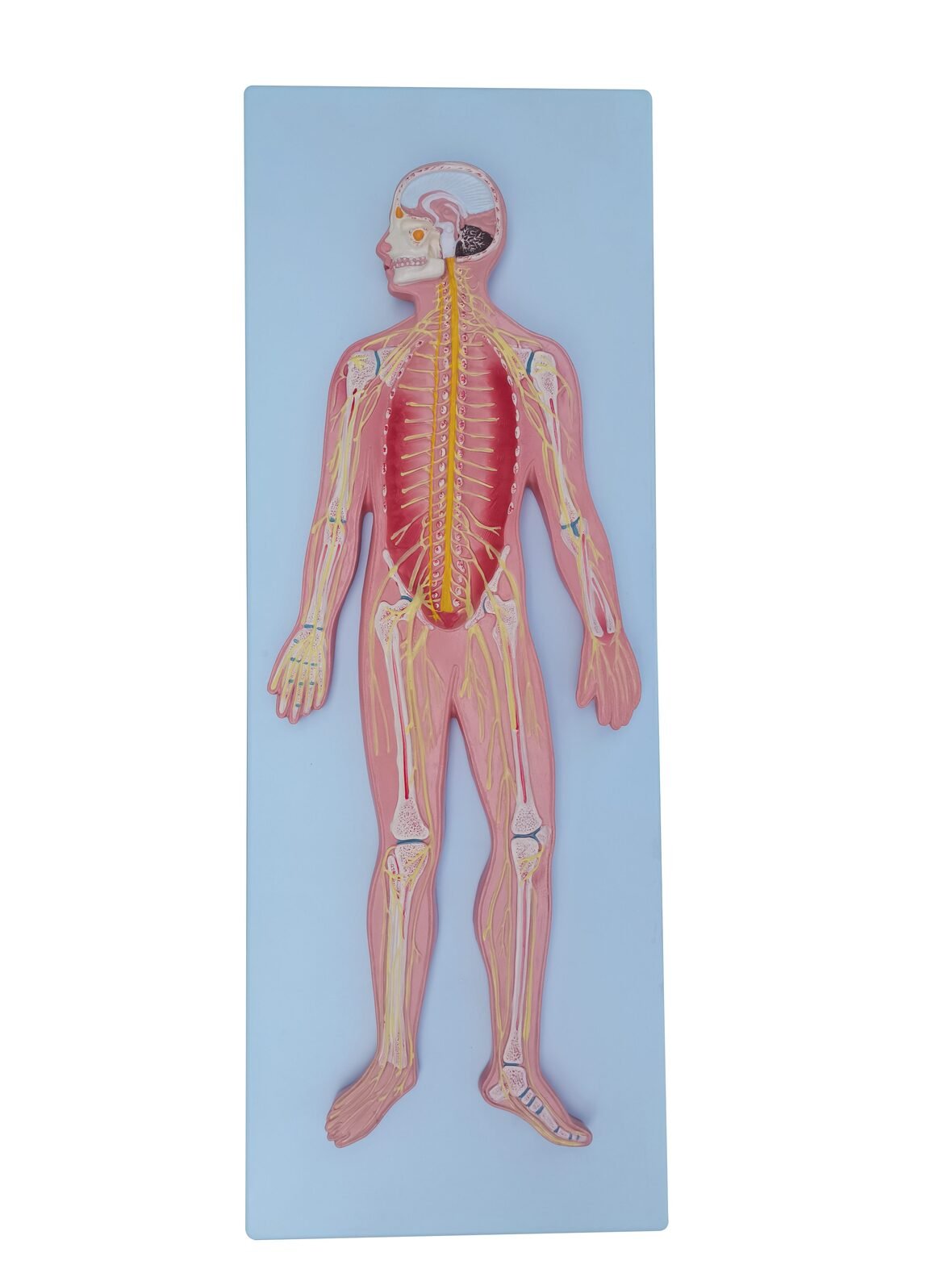 Modelo del Sistema Nervioso 