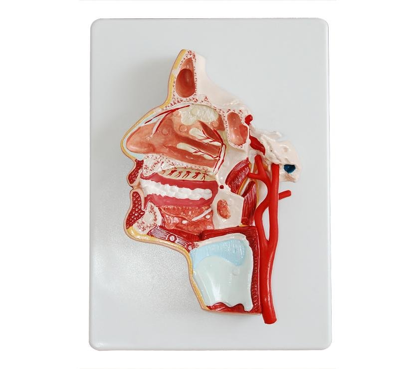 Modelo Humano de la Cavidad Bucal y Faringe 