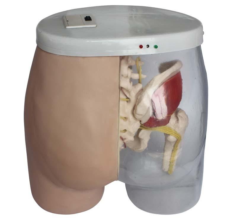 Modelo de Inyecci&oacute;n  Intramuscular (Gluteos)